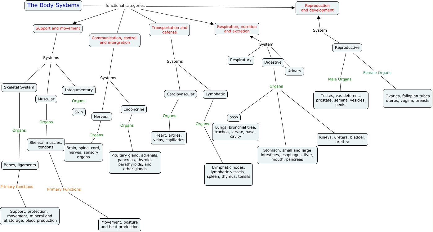 The Body Systems 2